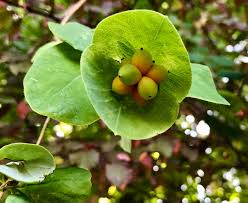 Attēlu rezultāti vaicājumam “Lonicera caprifolium fruit”