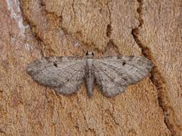 Attēlu rezultāti vaicājumam “Eupithecia tenuiata”