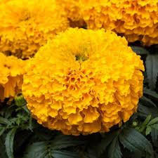 Attēlu rezultāti vaicājumam “Tagetes”
