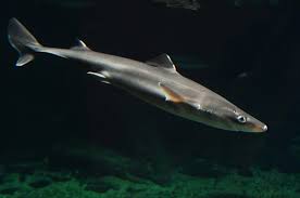 Image result for Squalus acanthias