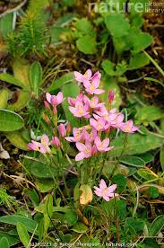 Attēlu rezultāti vaicājumam “Centaurium littorale flower”