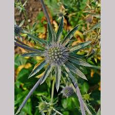 Attēlu rezultāti vaicājumam “Eryngium planum flower”
