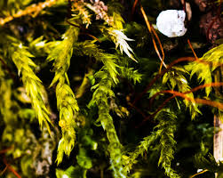 Attēlu rezultāti vaicājumam “Callicladium haldanianum sporophyte”