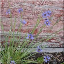 Attēlu rezultāti vaicājumam “Sisyrinchium montanum fruit”