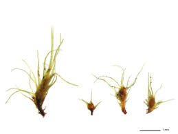 Attēlu rezultāti vaicājumam “Dicranella cerviculata”