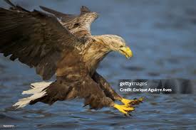 Attēlu rezultāti vaicājumam “Haliaeetus albicilla”