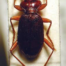 Attēlu rezultāti vaicājumam “Leistus ferrugineus”