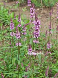 Attēlu rezultāti vaicājumam “Stachys palustris flower”