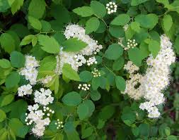 Attēlu rezultāti vaicājumam “Spiraea chamaedryfolia”