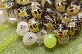 Attēlu rezultāti vaicājumam “Palomena prasina imago”