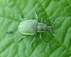 Attēlu rezultāti vaicājumam “Chlorophanus viridis”