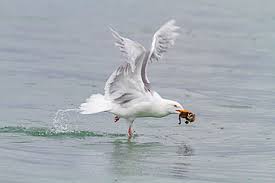 Attēlu rezultāti vaicājumam “Somateria mollissima juvenile”