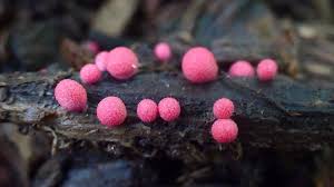 Attēlu rezultāti vaicājumam “Lycogala cf. fossiculatum sessile”