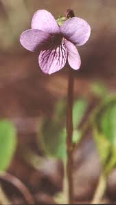 Attēlu rezultāti vaicājumam “Viola epipsila flower”