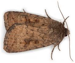 Attēlu rezultāti vaicājumam “Caradrina morpheus”