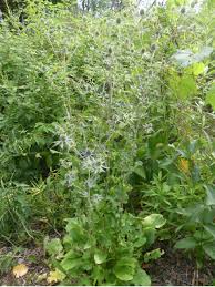 Attēlu rezultāti vaicājumam “Eryngium planum leaf”