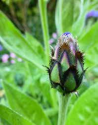 Attēlu rezultāti vaicājumam “Centaurea phrygia bud”