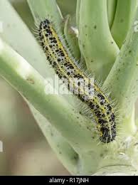 Attēlu rezultāti vaicājumam “Pieris brassicae larva”
