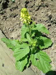 Attēlu rezultāti vaicājumam “Sinapis arvensis”