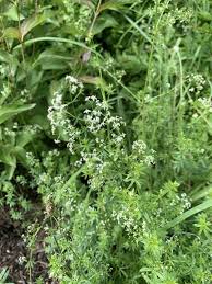 Attēlu rezultāti vaicājumam “Galium album flower”