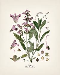 Image result for Salvia officinalis