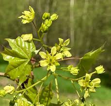 Attēlu rezultāti vaicājumam “Acer platanoides flower”