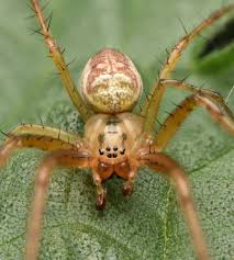 Attēlu rezultāti vaicājumam “Metellina segmentata”