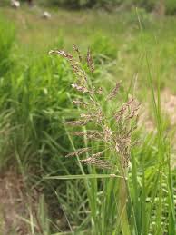 Attēlu rezultāti vaicājumam “Poa pratensis flower”