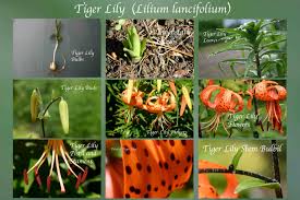Attēlu rezultāti vaicājumam “Lilium lancifolium”