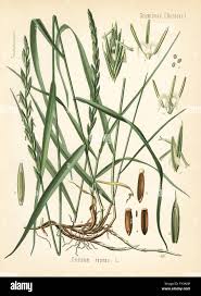Attēlu rezultāti vaicājumam “Elymus caninus fruit”