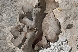 Attēlu rezultāti vaicājumam “Dermatocarpon miniatum”