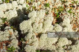 Attēlu rezultāti vaicājumam “Cladonia stellaris”