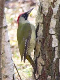 Attēlu rezultāti vaicājumam “Picus viridis”