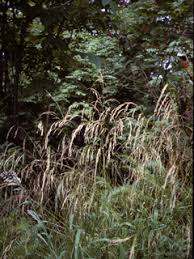 Attēlu rezultāti vaicājumam “Glyceria striata fruit”