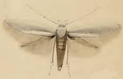 Attēlu rezultāti vaicājumam “Elachista argentella”