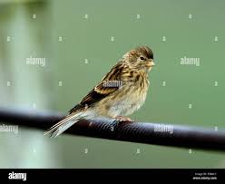 Image result for twite photo