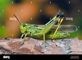 Attēlu rezultāti vaicājumam “Stethophyma grossum”