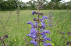 Attēlu rezultāti vaicājumam “Salvia pratensis”