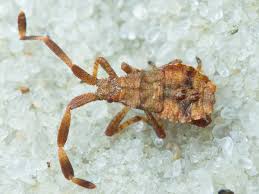 Attēlu rezultāti vaicājumam “Coreus marginatus”