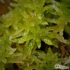 Attēlu rezultāti vaicājumam “Sphagnum papillosum”