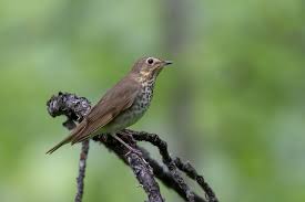 Image result for Catharus ustulatus