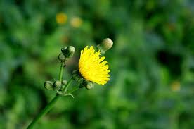 Attēlu rezultāti vaicājumam “Sonchus arvensis subsp. uliginosus bud”