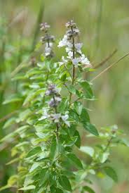 Attēlu rezultāti vaicājumam “Origanum majorana flower”