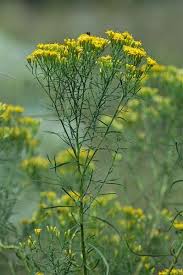 Attēlu rezultāti vaicājumam “Euura acutifoliae”