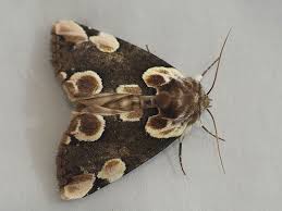 Attēlu rezultāti vaicājumam “Thyatira batis”