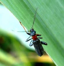 Attēlu rezultāti vaicājumam “Oedemera croceicollis”