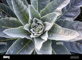 Attēlu rezultāti vaicājumam “Verbascum densiflorum leaf”