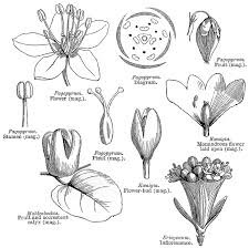 Attēlu rezultāti vaicājumam “Polygonaceae”