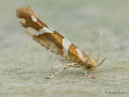 Attēlu rezultāti vaicājumam “Argyresthia goedartella”