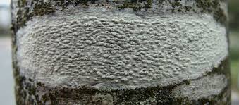 Attēlu rezultāti vaicājumam “Pertusaria leioplaca”